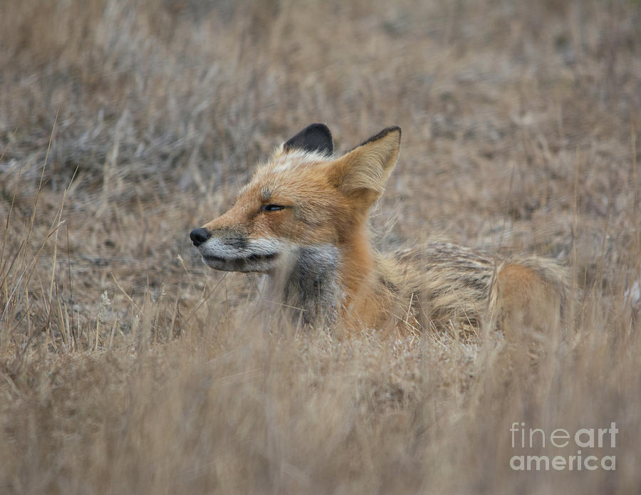 Sleepy Fox Photograph by John Greco