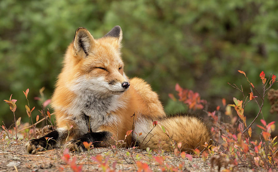 Sleepy Fox Photograph By Martina Schneider