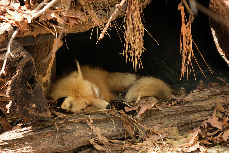 Sleepy Fox Photograph by Travis Rogers