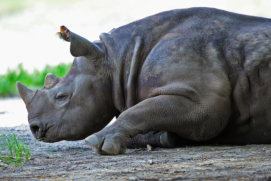 Sleepy Giant Photograph by Rick Bravo - Pixels