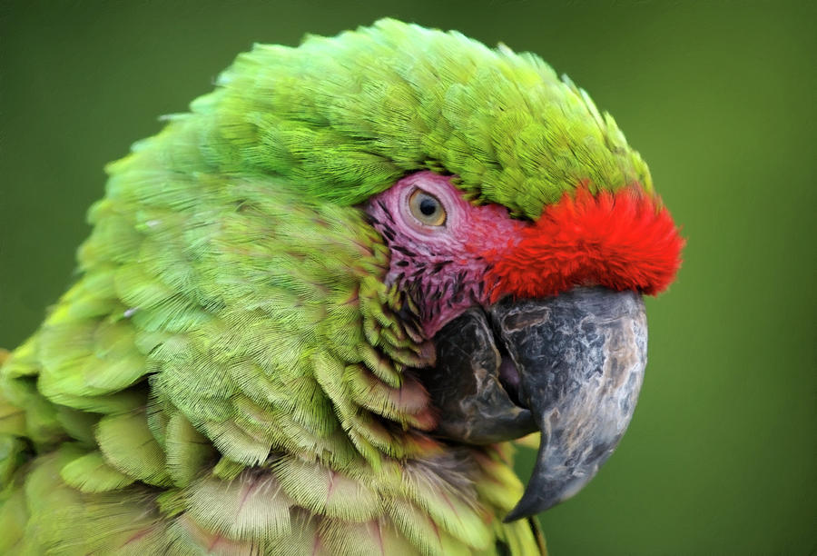 Nature Digital Art - Sleepy Green Macaw by Georgiana Romanovna