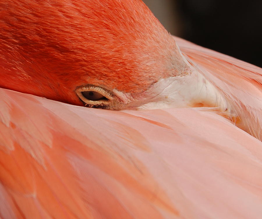 Flamingo Photograph - Sleepy Head by Sandy Poore