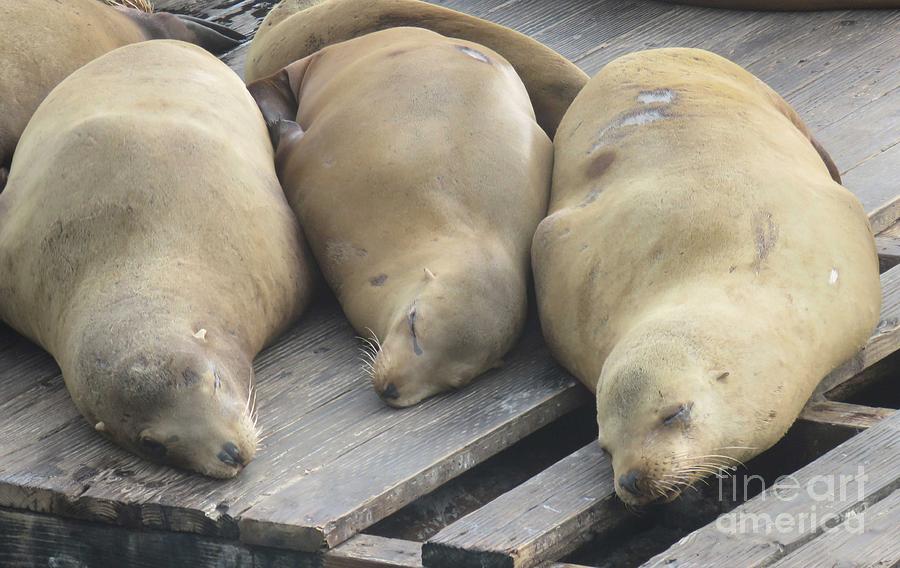 chonky sleepy seal