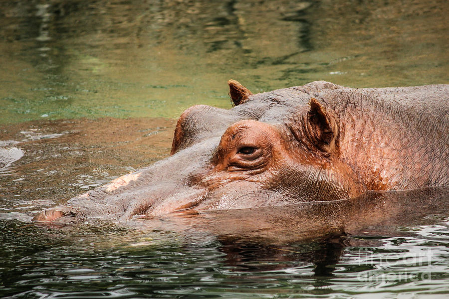 Sleepy Hippo Photograph by Lynn Sprowl