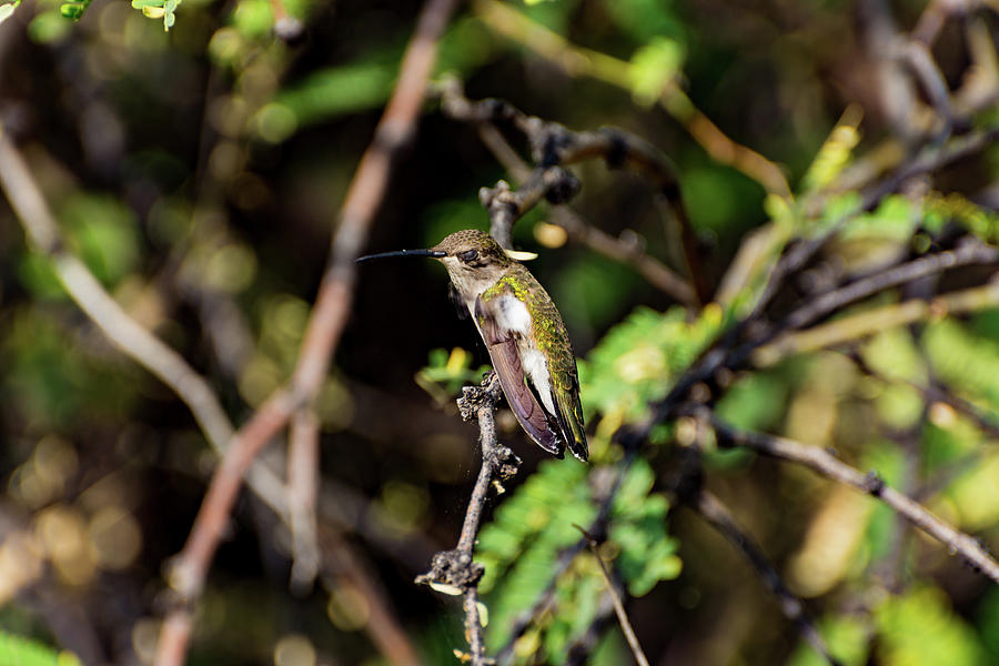Sleepy Hummingbird Photograph by Douglas Killourie