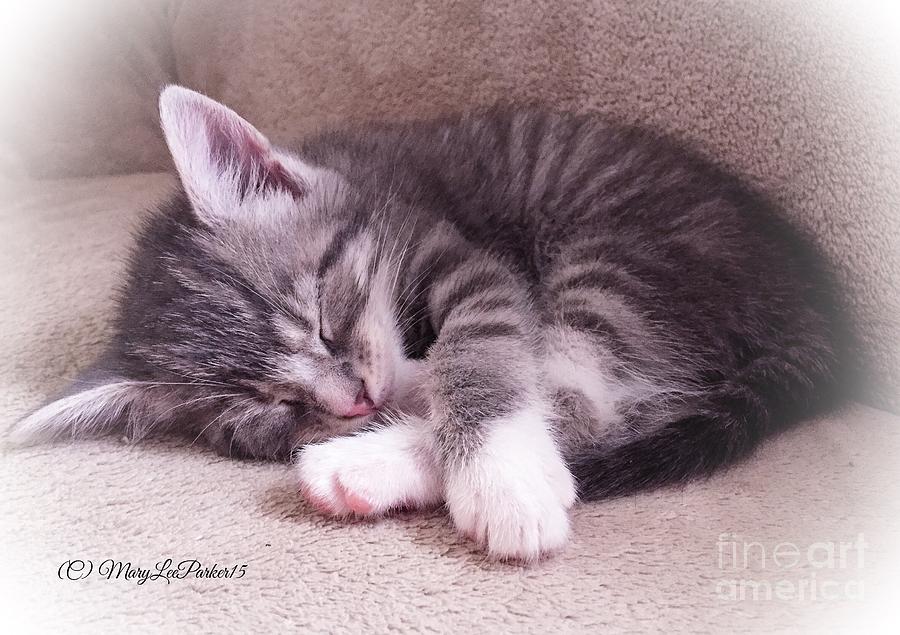 Sleepy kitten ByMaryLeeParker Photograph by MaryLee Parker