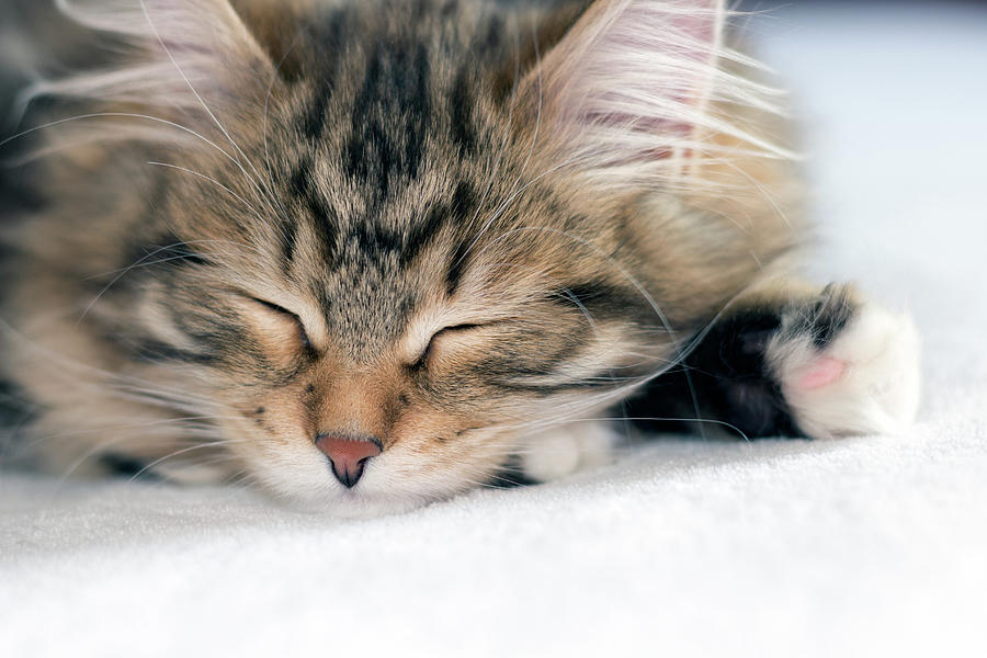 sleepy kitty little live pets