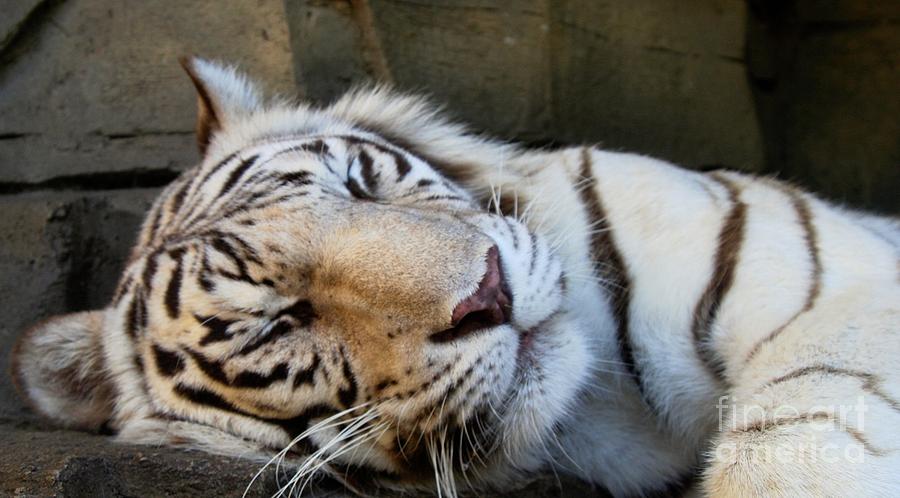 Sleepy Kitty Photograph by Sheryl Unwin | Fine Art America