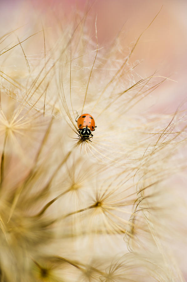 Sleepy Ladybug Photograph by Iris Greenwell