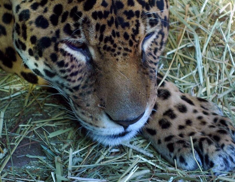 Wildlife Photograph - Sleepy Leopard by Lori Seaman