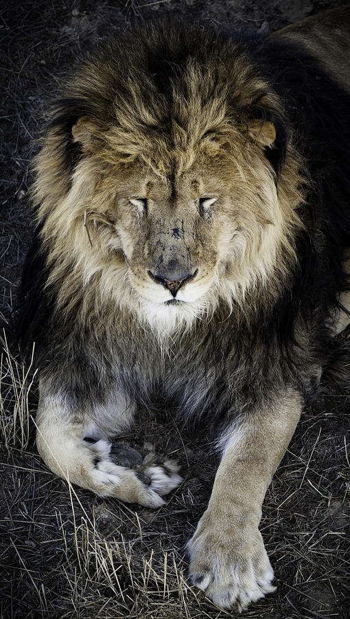 Sleepy Lion Photograph by Jason Moynihan