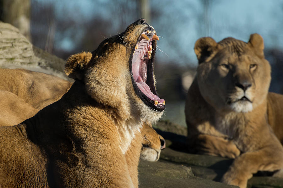 Wildlife Photograph - Sleepy lions by Silviu Dascalu