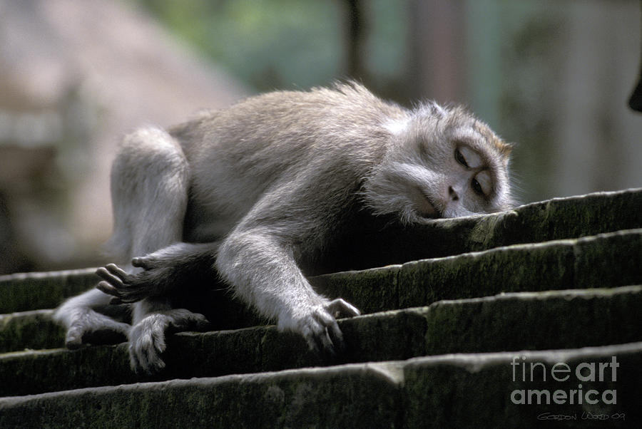 Sleepy Monkey In Monkey Forest Ubud Bali Photograph By Gordon Wood