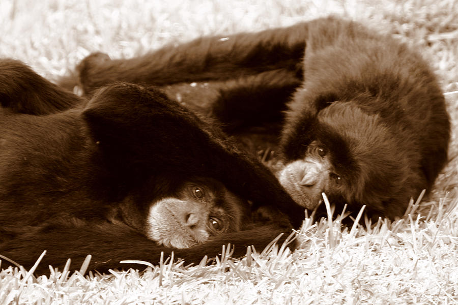 Sleepy Monkeys Photograph by Brad Scott