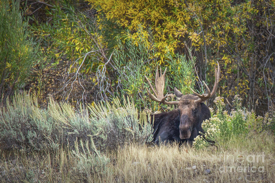 Sleepy Moose Photograph by Lynn Sprowl