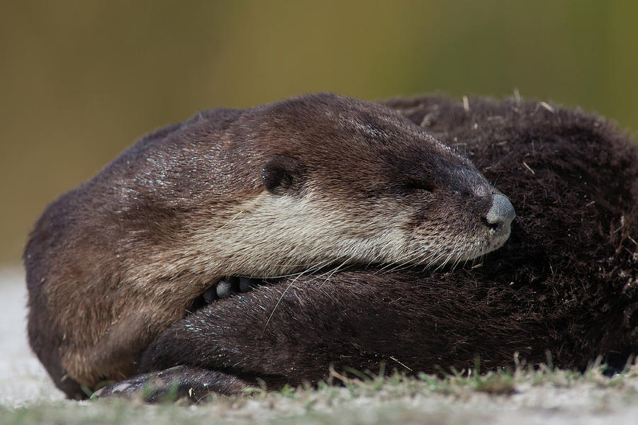 Sleepy Otter Photograph by David Watkins
