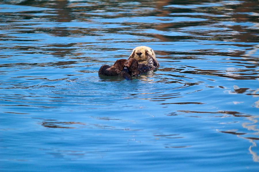 Nature Photograph - Sleepy Otter by Erin Finnegan