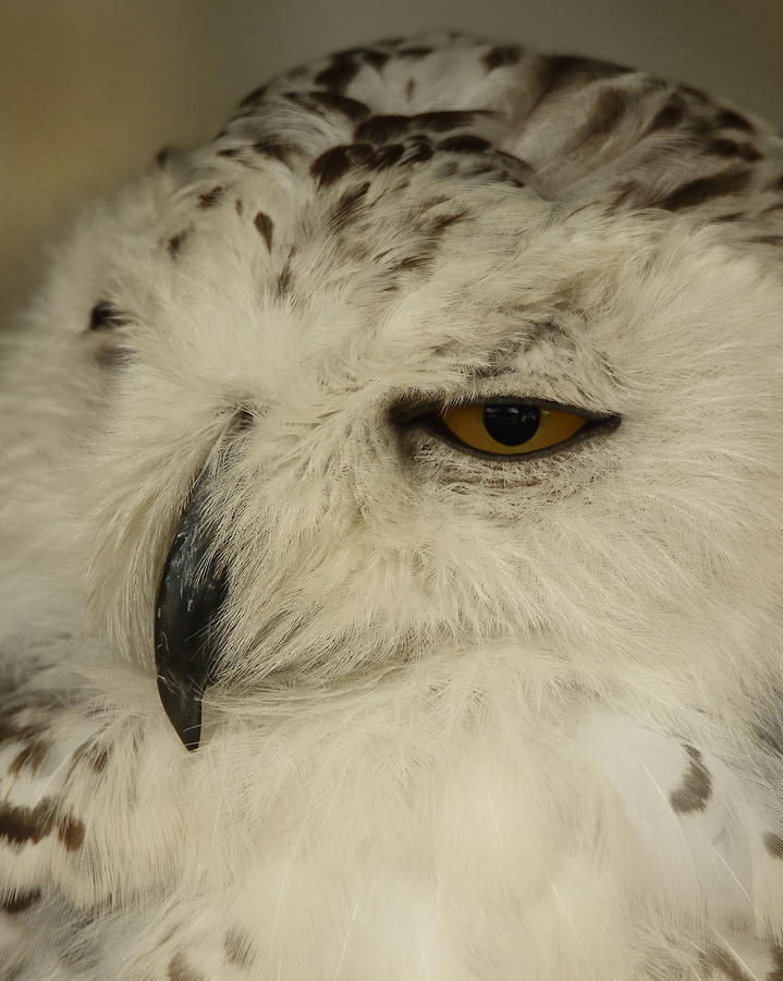 Sleepy Owl Photograph by Arvin Miner
