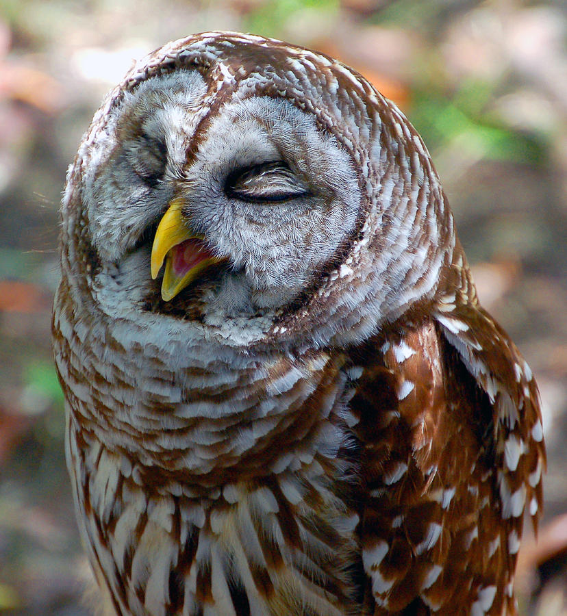 Sleepy Owl Photograph by Donna Proctor