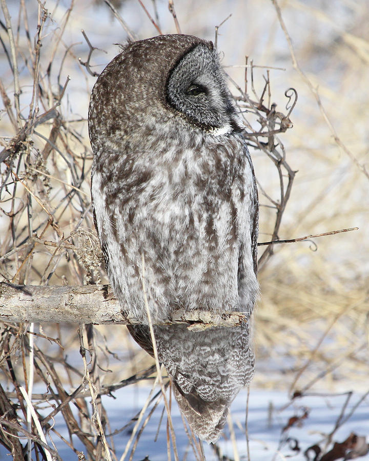 Sleepy Owl Photograph by Doris Potter
