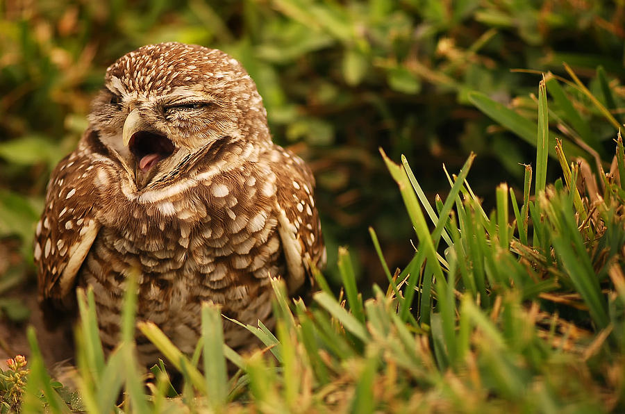 Sleepy Owl Photograph by Mandy Wiltse