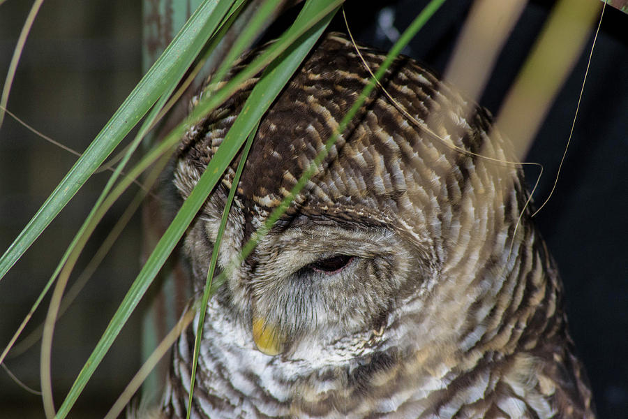 Sleepy Owl Photograph by Shannon Harrington