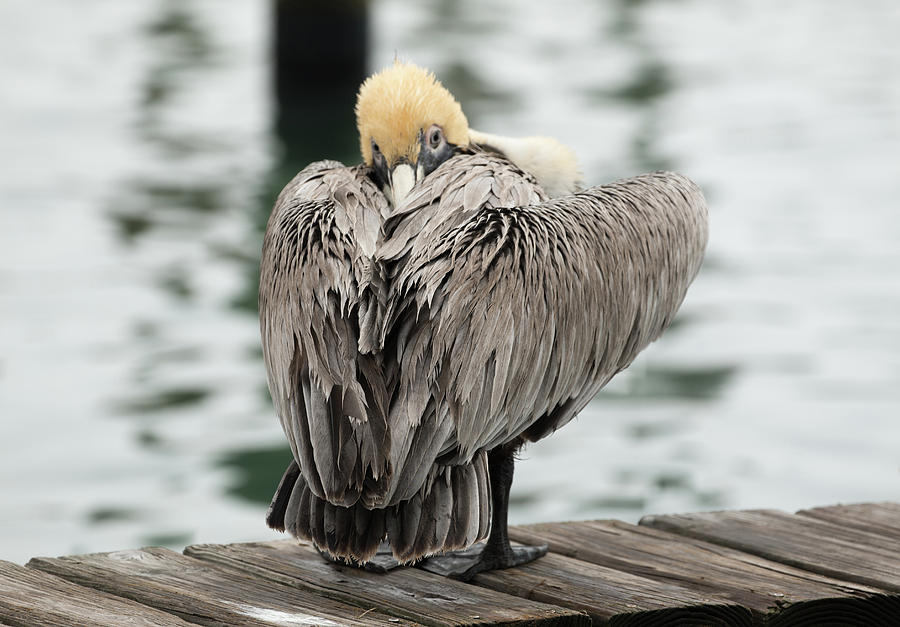 Sleepy Pelican Photograph
