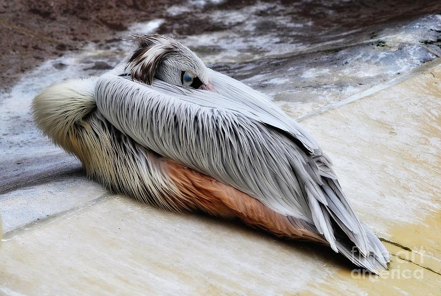Sleepy Pelican Photograph by Elaine Manley