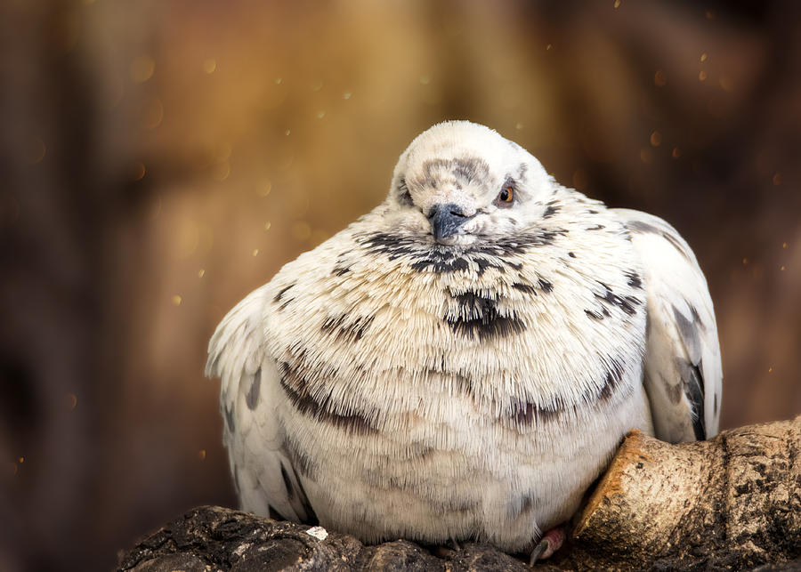 Sleepy Pigeon Photograph by Bill and Linda Tiepelman