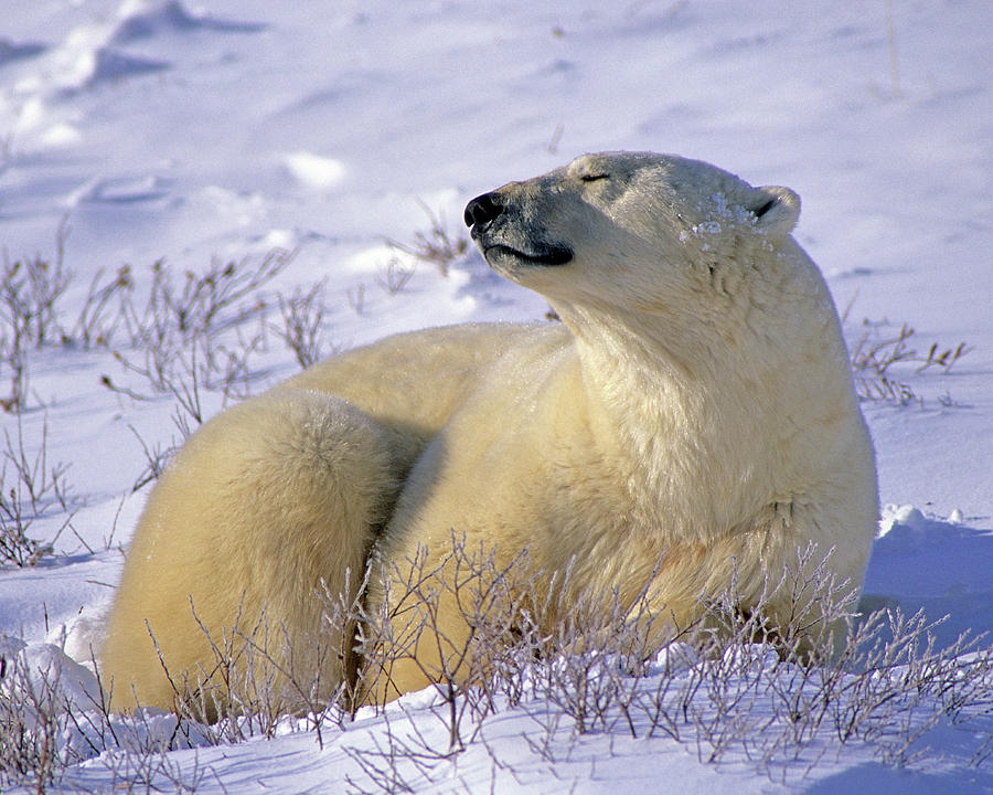 Sleepy Polar Bear Photograph by Tony Beck