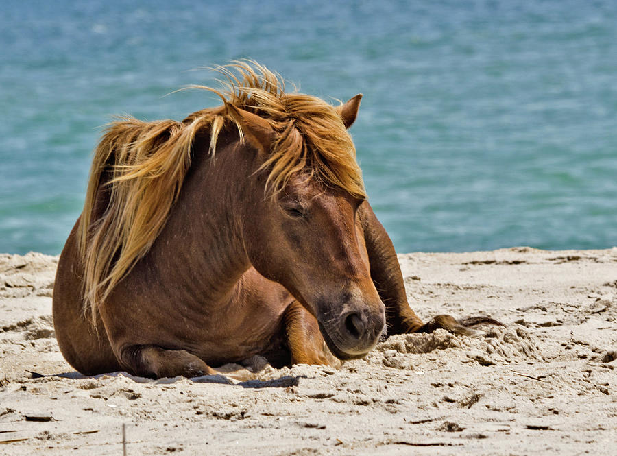 Sleepy Pony Photograph by Scott Miller