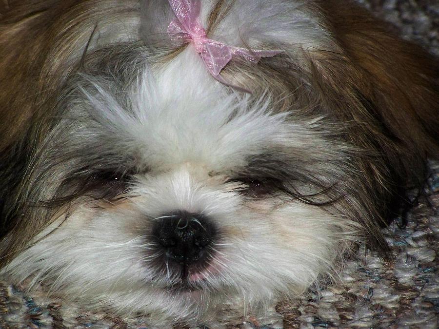 Sleepy Princess Puppy Photograph By Cyndi Wilson