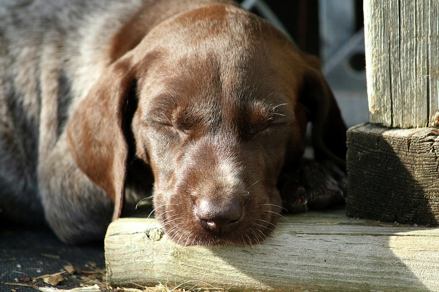 Sleepy Pup Photograph by Brook Burling