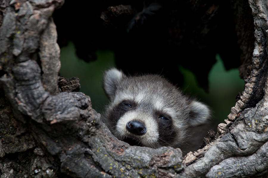 Sleepy Raccoon buying