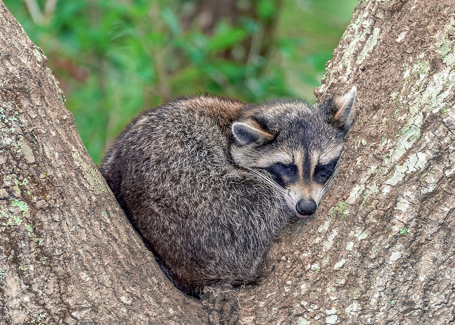 Sleepy Raccoon Sticking Out Tongue Photograph by Travelers Pics