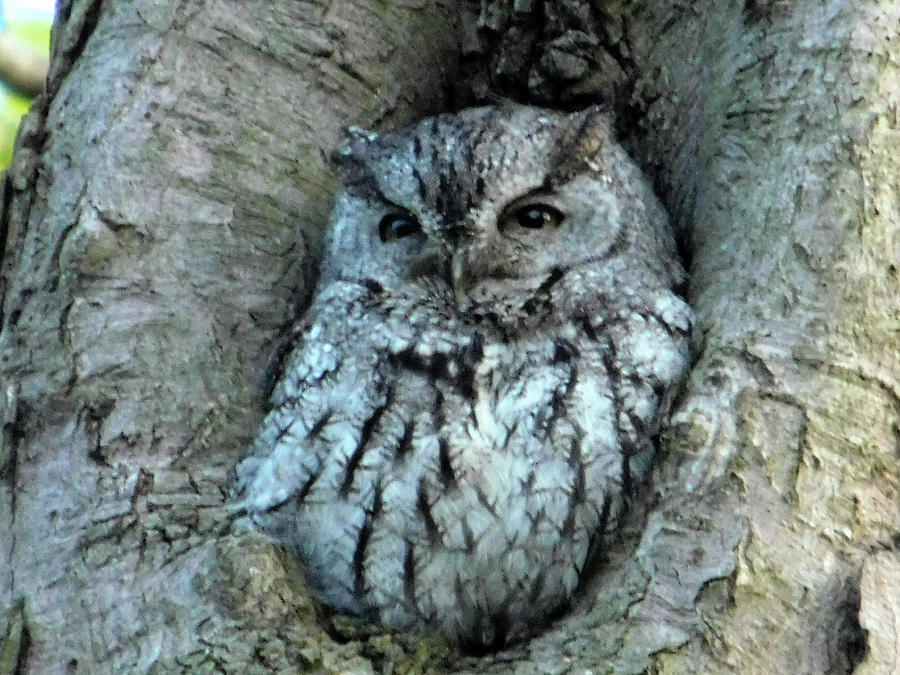 Sleepy Screech Owl Ohio Photograph