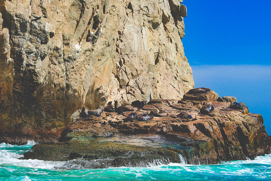 Paradise Photograph - Sleepy Sea Lions by Alex Leaming