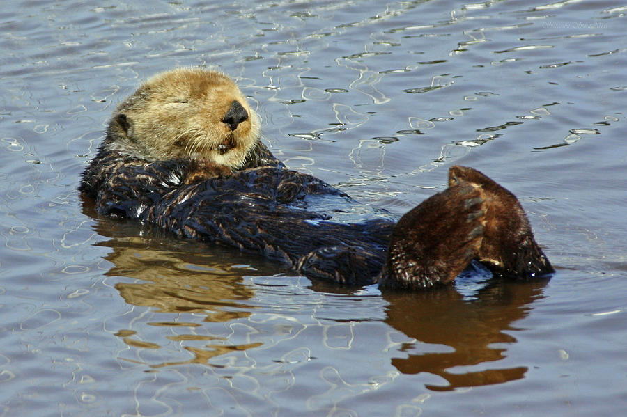 Sleepy Sea Otter Photograph by Suzanne Stout
