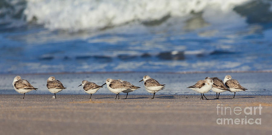 Nature Photograph - Sleepy Shorebirds by Michelle Constantine