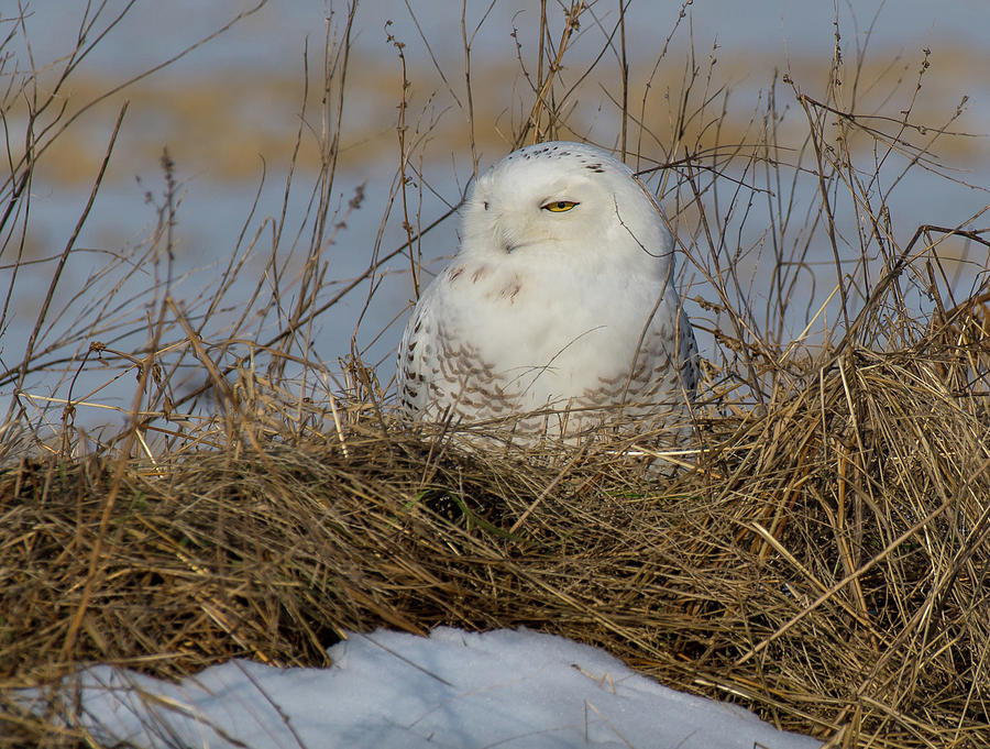 Sleepy Snowy Owl Photograph by Libby Lord