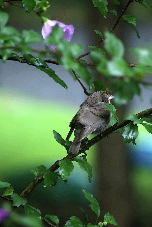 Sleepy Sparrow  ll Photograph by Margie Avellino