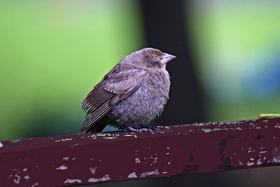Sleepy Sparrow Photograph by Margie Avellino