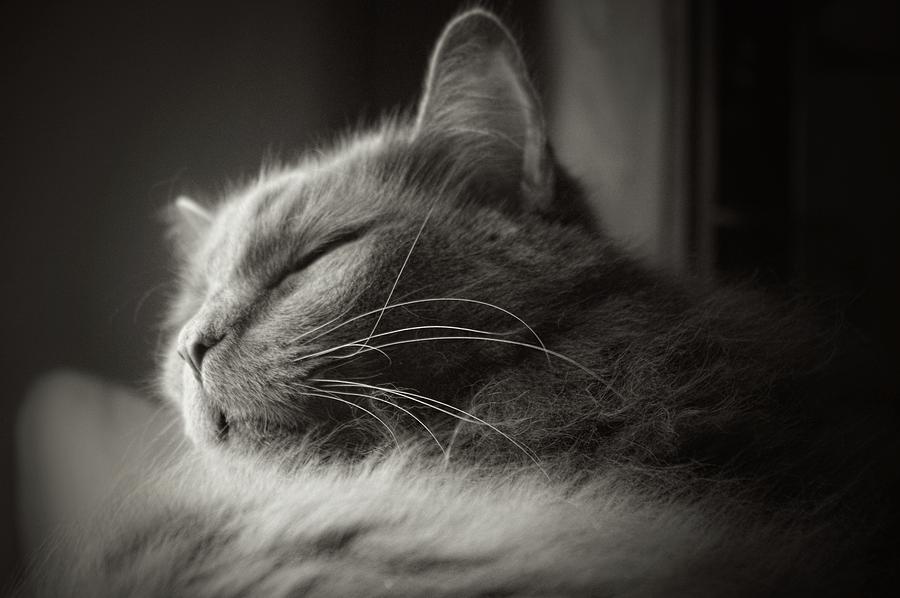 Sleepy Photograph by Stoney Lawrentz