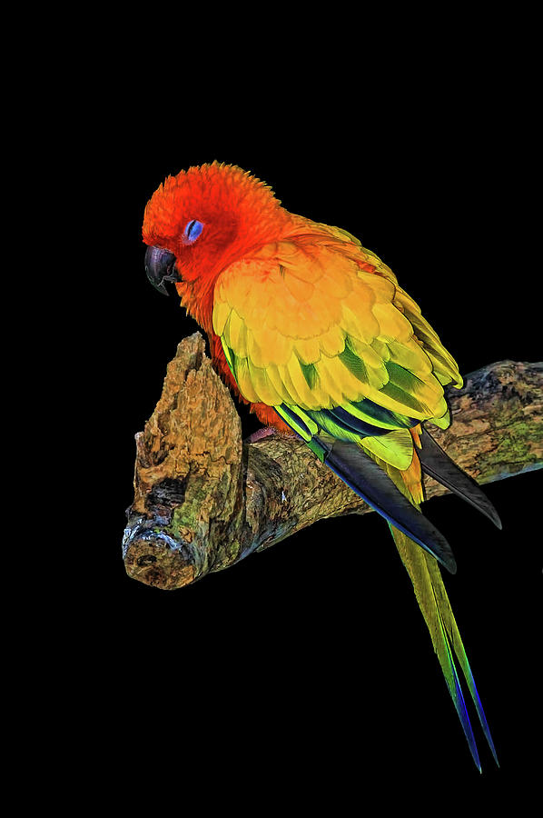 Parakeet Photograph - Sleepy Sun Conure by HH Photography of Florida