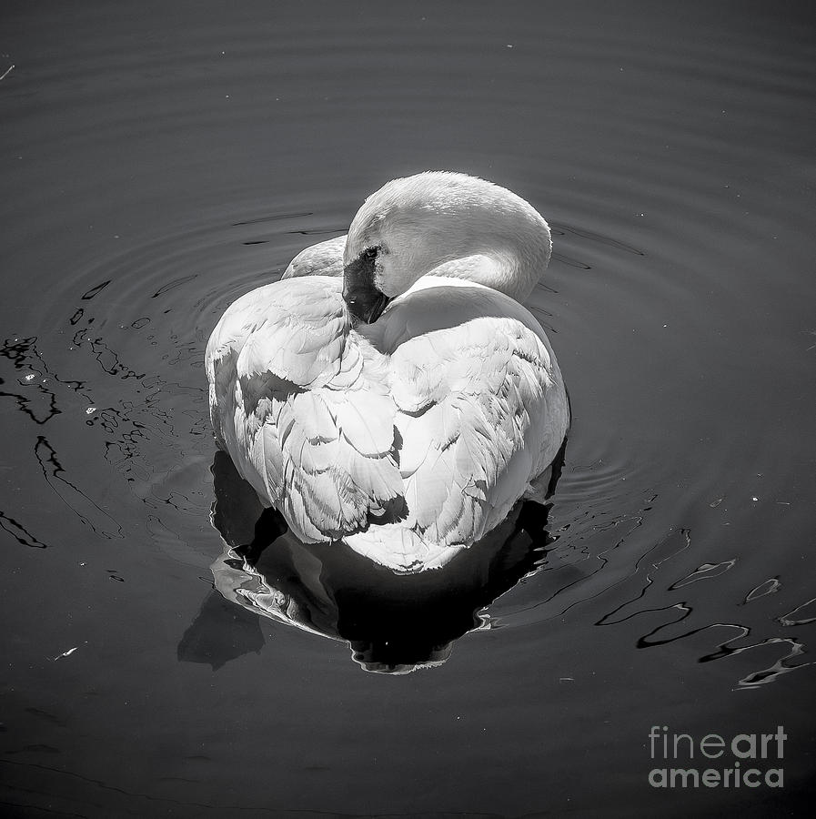 Sleepy Swan Photograph by Cheryl Baxter