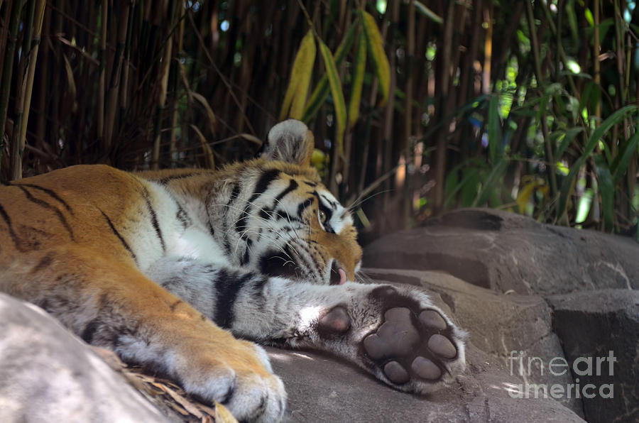 Sleepy tiger Photograph by PatriZio M Busnel