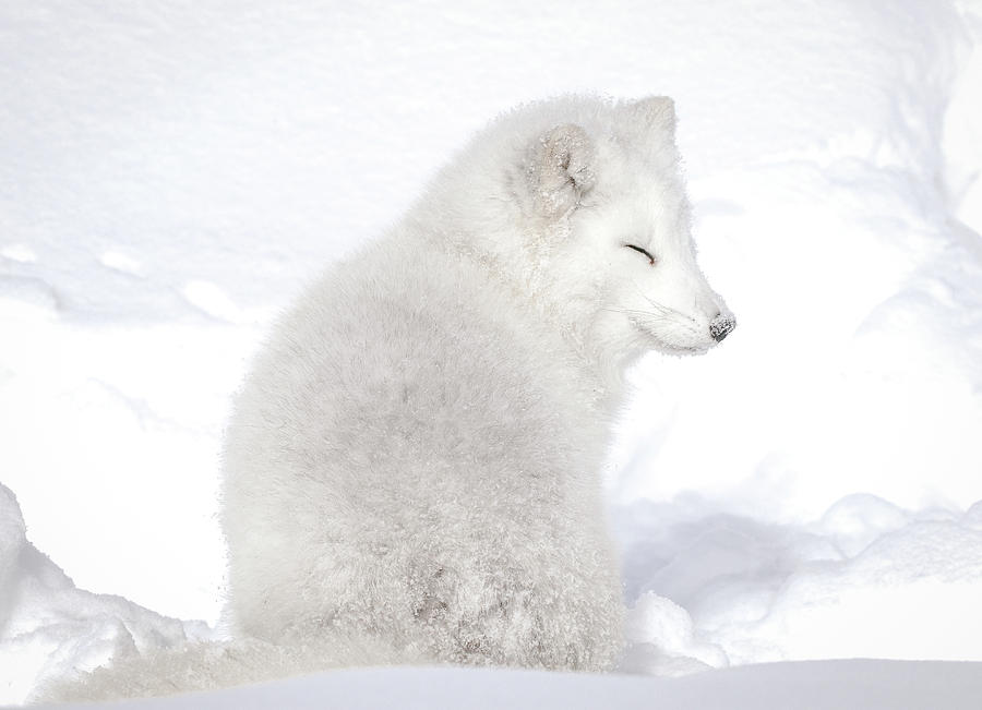 Sleepy Time Arctic White Fox Photograph by Athena Mckinzie