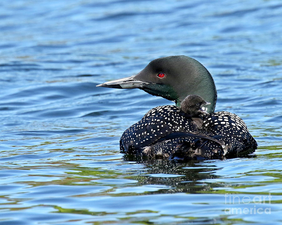 Sleepy time baby loon Photograph by Heather King