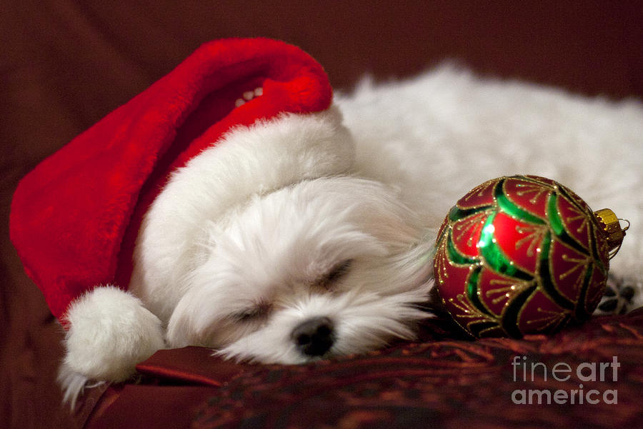 Christmas Photograph - Sleepy Time by Leslie Leda