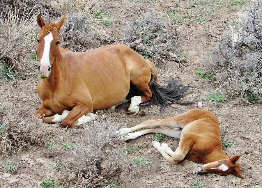Sleepy Time  Mustang Photograph by Marilyn Diaz